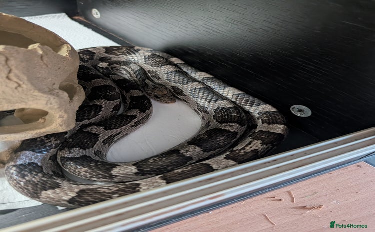 Corn Snake reptiles - Advert 9