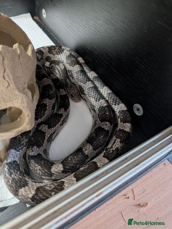 Corn Snake reptiles - Advert 6