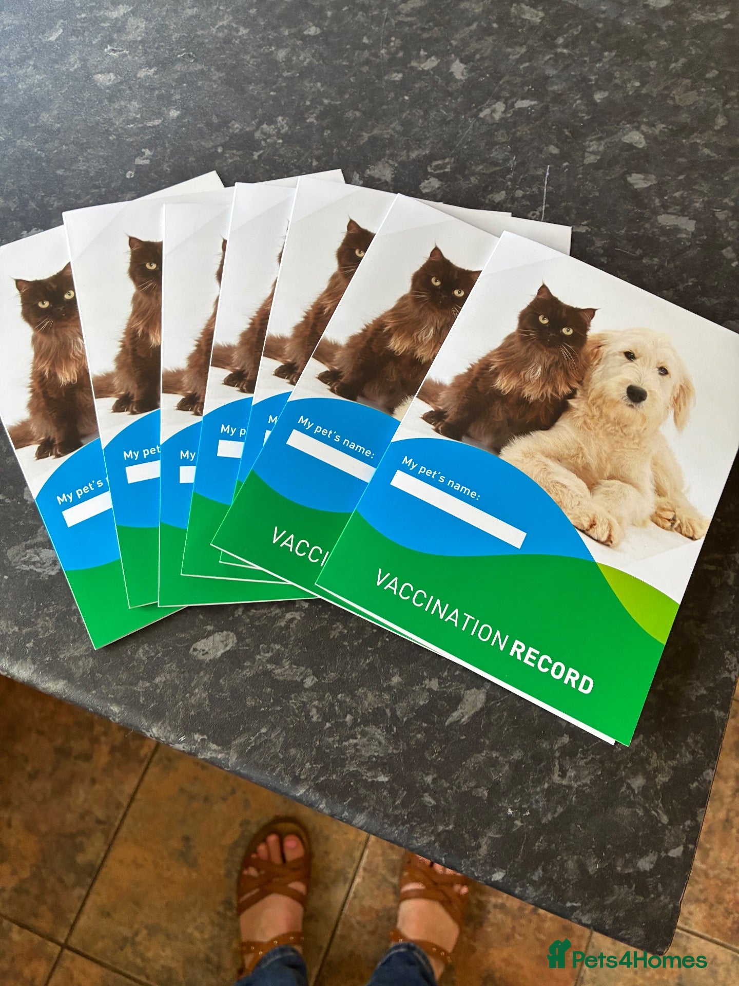 Labradoodle dogs Rare and outstanding labradoodles - Advert 2
