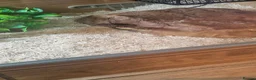 Corn Snake reptiles for sale: Fluffy and luna the corn snakes - Advert 5