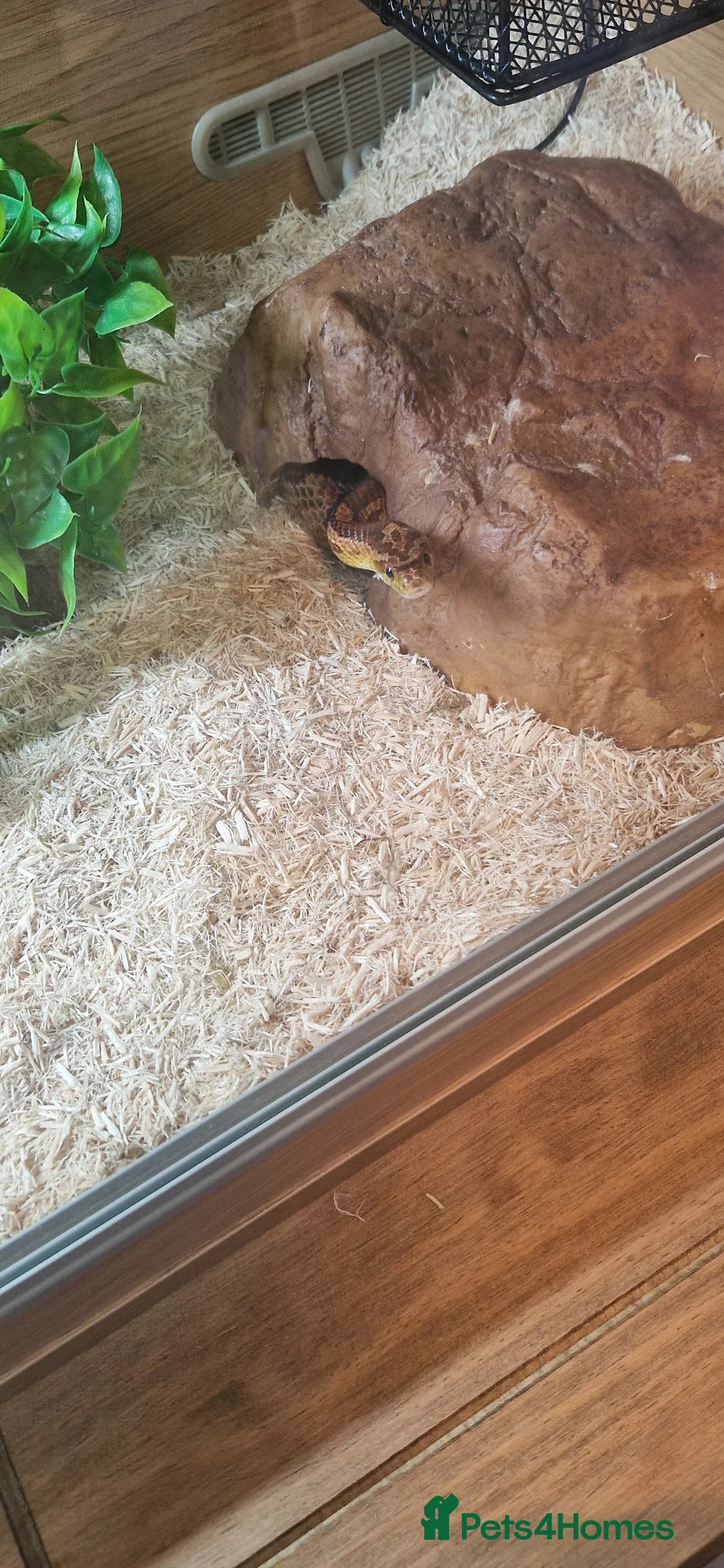 Corn Snake reptiles for sale: Fluffy and luna the corn snakes - Advert 5