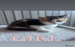 Mixed Breed cats for sale: Gorgeous kittens ready for loving forever homes  - Image 4