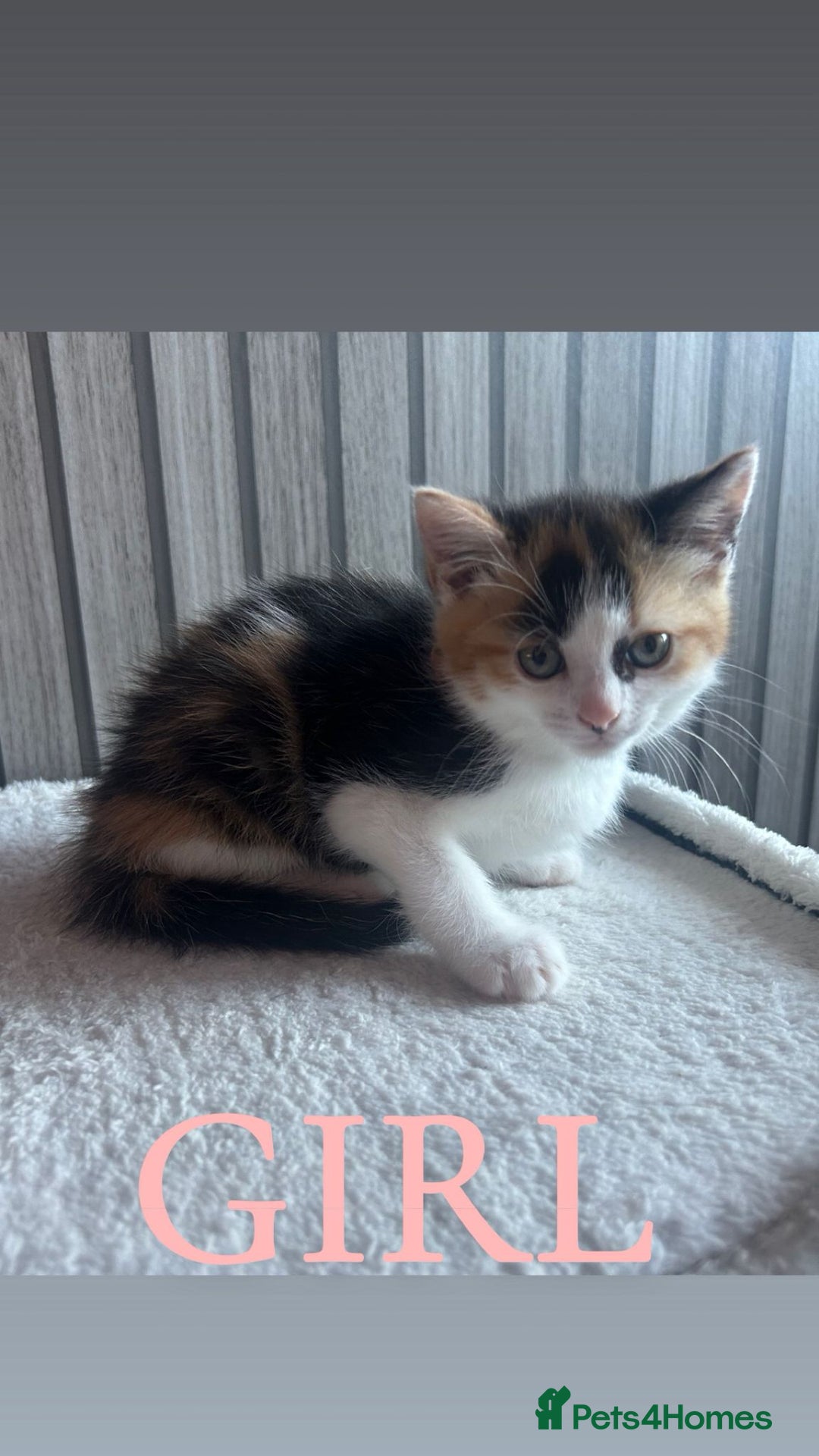 Mixed Breed cats for sale: Gorgeous kittens ready for loving forever homes  - Image 4
