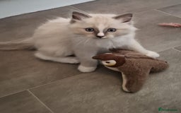 Ragdoll cats for sale: 2 male Blue point Ragdoll kittens available now - Image 2
