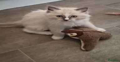 Ragdoll cats - Advert 9