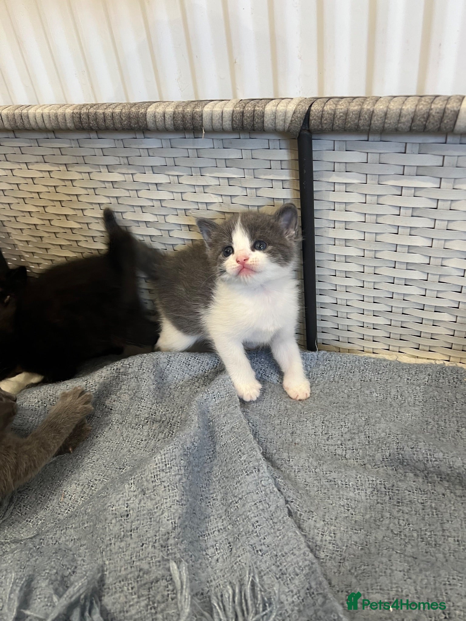 Mixed Breed cats 5 Gorgeous Kittens~Ready to be reserved  - Advert 7