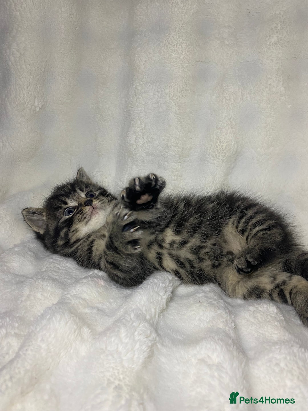 American Shorthair cats for sale: Grey Adorable Kitten Awaiting Its Forever Home🏡 - Advert 7