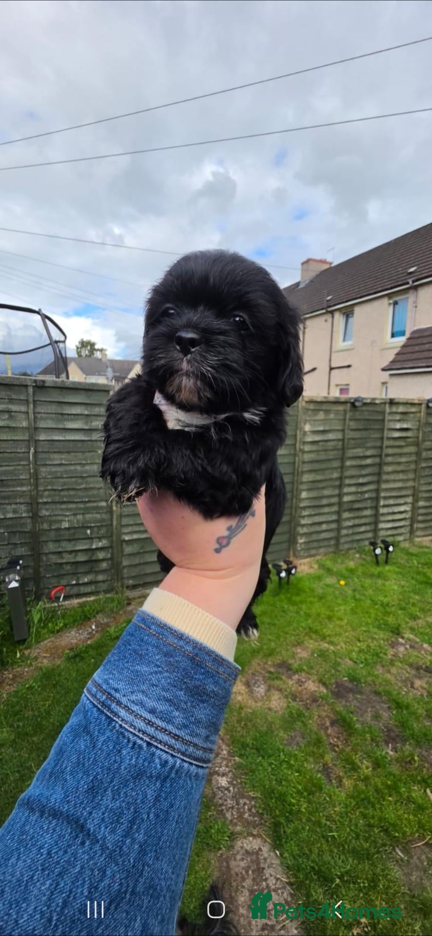 Shih Tzu dogs Ready to Leave - Advert 1