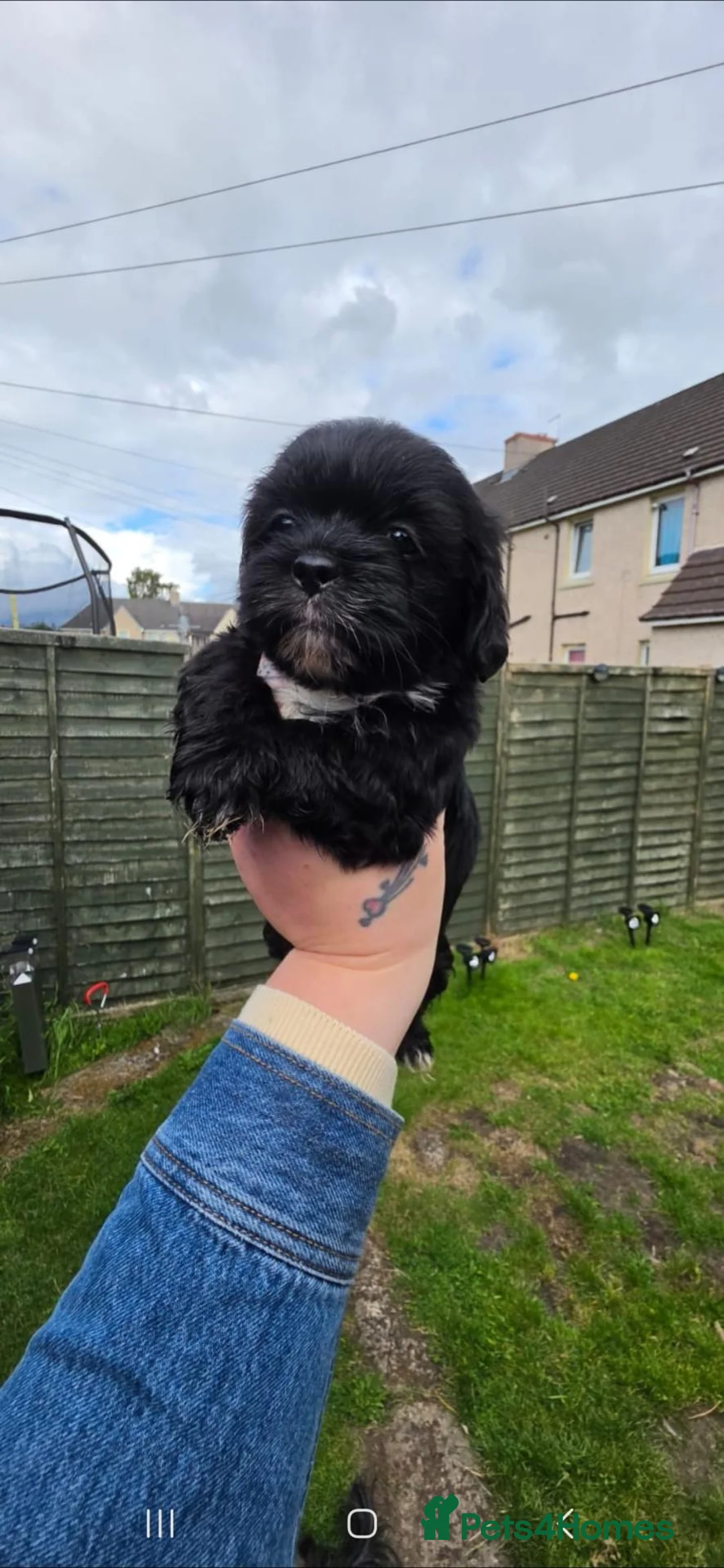 Shih Tzu dogs for sale: Ready to Leave - Advert 1