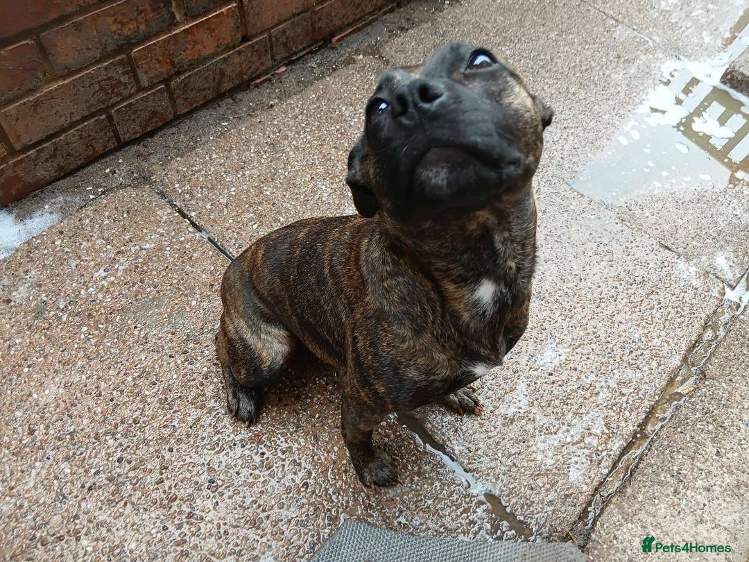 Staffordshire Bull Terrier dogs for sale: Staffie female 2years old  - Image 9