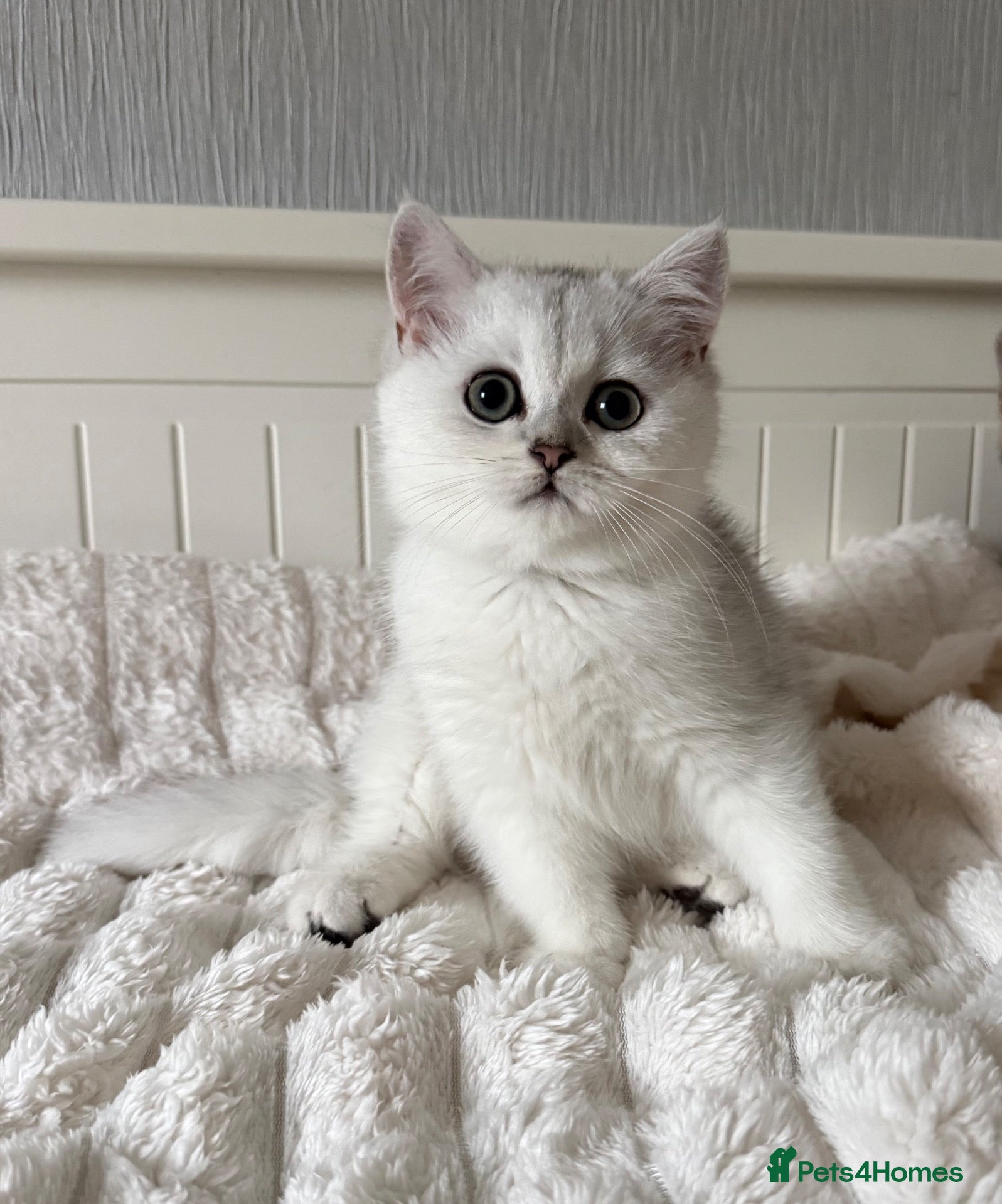 British Shorthair cats Exceptional Pedigree Silver British shorthairs 🩶 - Advert 6