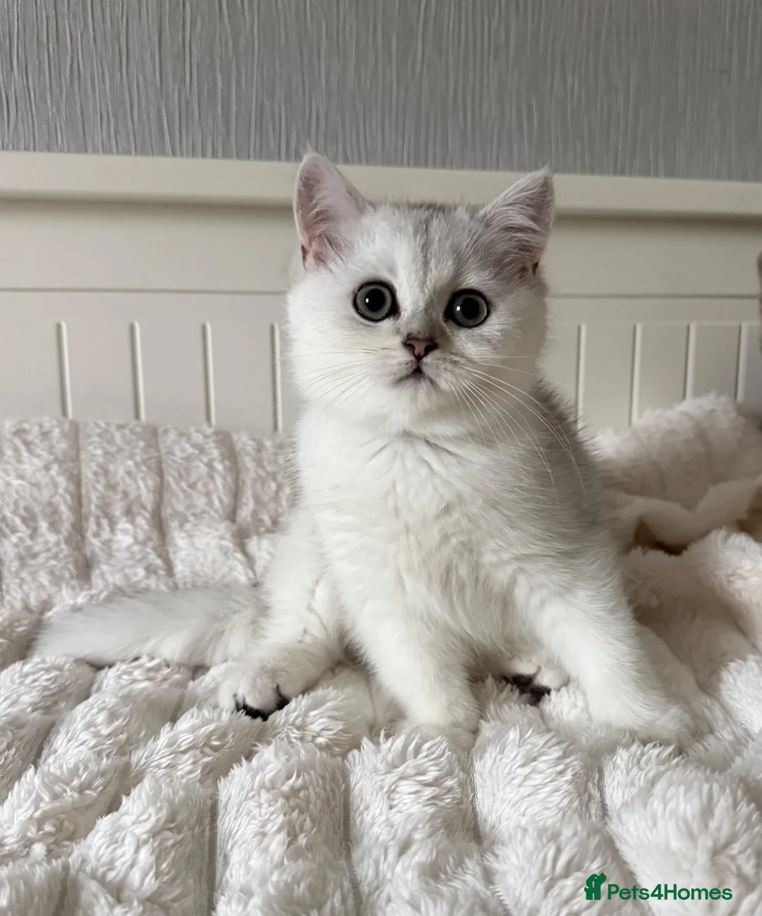 British Shorthair cats for sale: Exceptional Pedigree Silver British shorthairs 🩶 - Advert 1