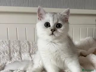 British Shorthair cats Exceptional Pedigree Silver British shorthairs 🩶 - Advert 6