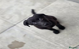 Mixed Breed dogs for sale: Beautiful black Belgain Malinois X Labrador  - Image 11