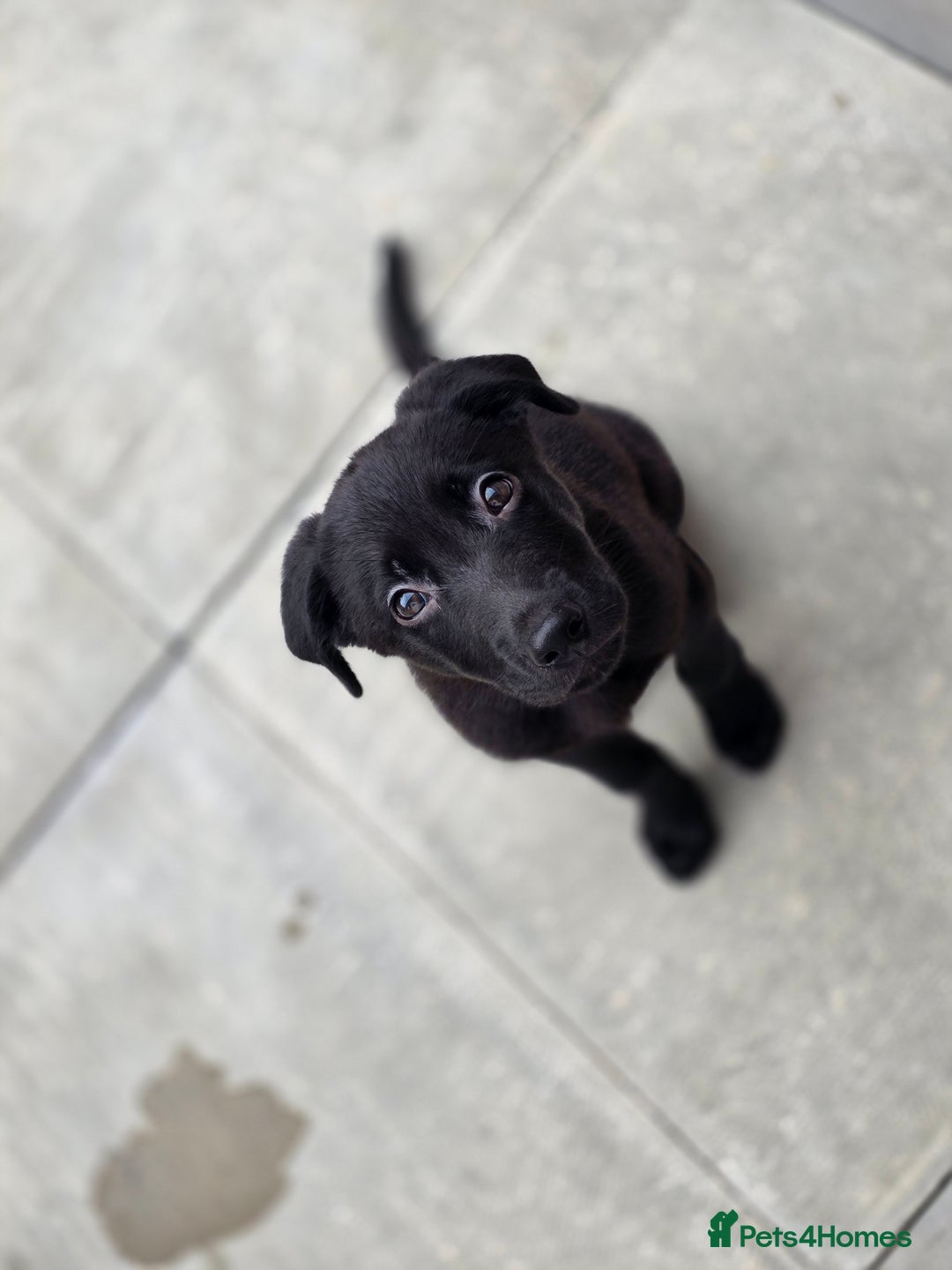 Mixed Breed dogs for sale: Beautiful black Belgain Malinois X Labrador  - Image 11