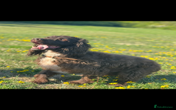German Shepherd dogs for sale: URGENT home needed for my dogs - Image 28