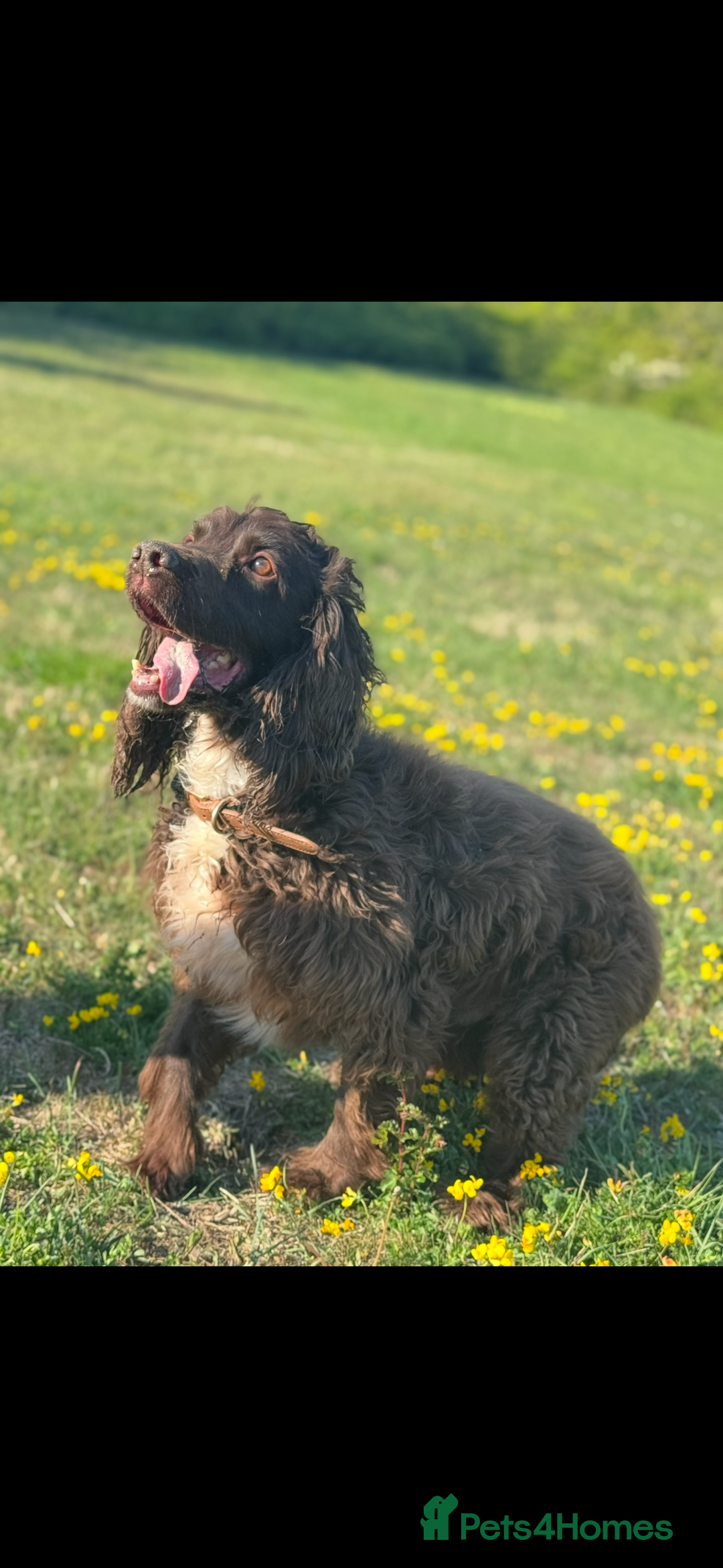 German Shepherd dogs for sale: URGENT home needed for my dogs - Image 28