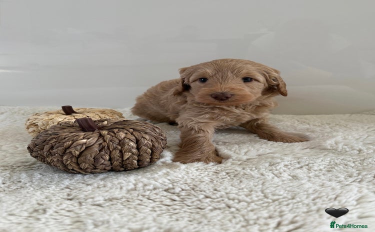Australian Labradoodle dogs - Advert 2