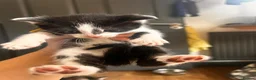 Mixed Breed cats for sale: 14 beautiful kittens for sale  - Advert 10