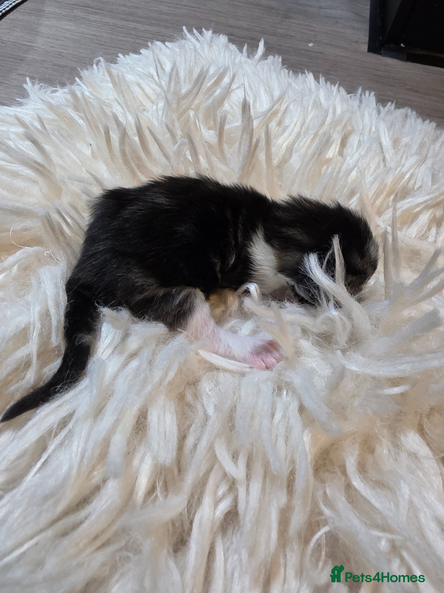 Persian cats for sale: Beautiful Persian Mix Kittens - Advert 25