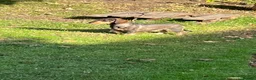 Dachshund dogs for sale: Teckel dog puppy wirehaired in Northampton - Advert 2