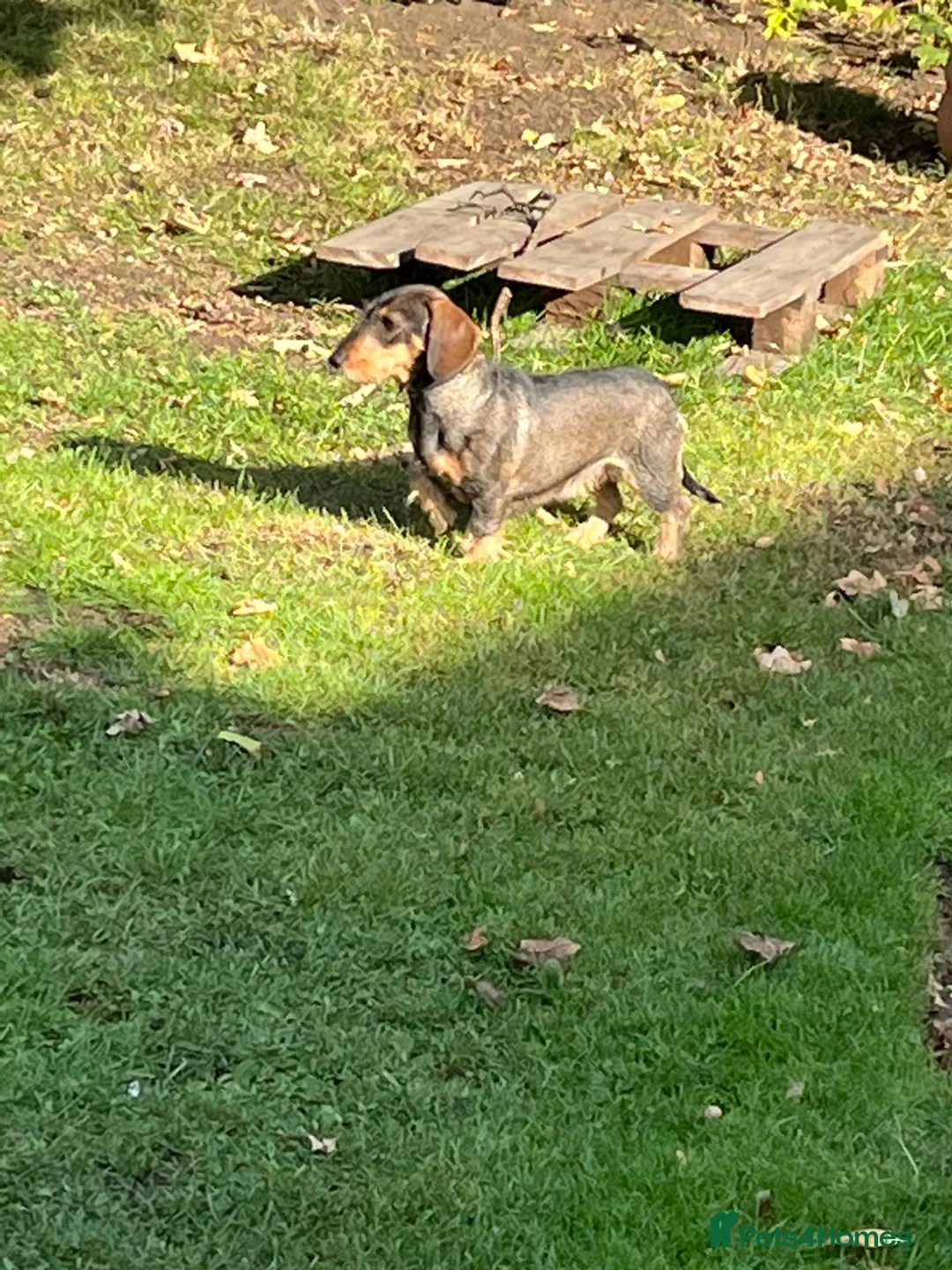 Dachshund dogs for sale: Teckel dog puppy wirehaired in Northampton - Advert 2