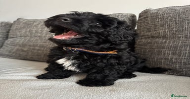 Mixed Breed dogs Beautiful havapoo’s READY TO GO 1 boy left - Advert 3