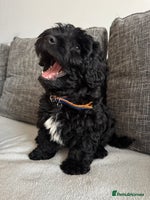 Mixed Breed dogs Beautiful havapoo’s READY TO GO 1 boy left - Advert 3