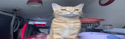 American Shorthair cats for sale: female cat in Manchester - Advert 2