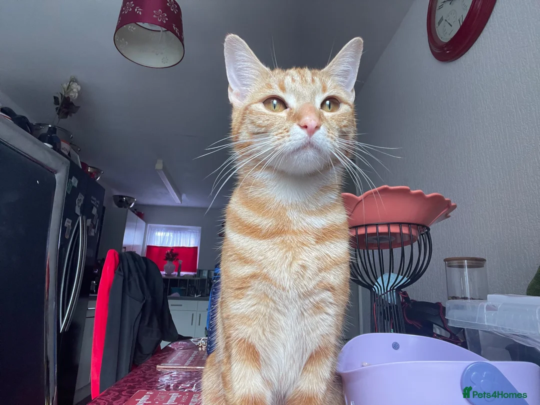 American Shorthair cats for sale: female cat in Manchester - Advert 2