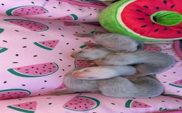 Ferret rodents for sale: Ferrets for sale  - Image 9
