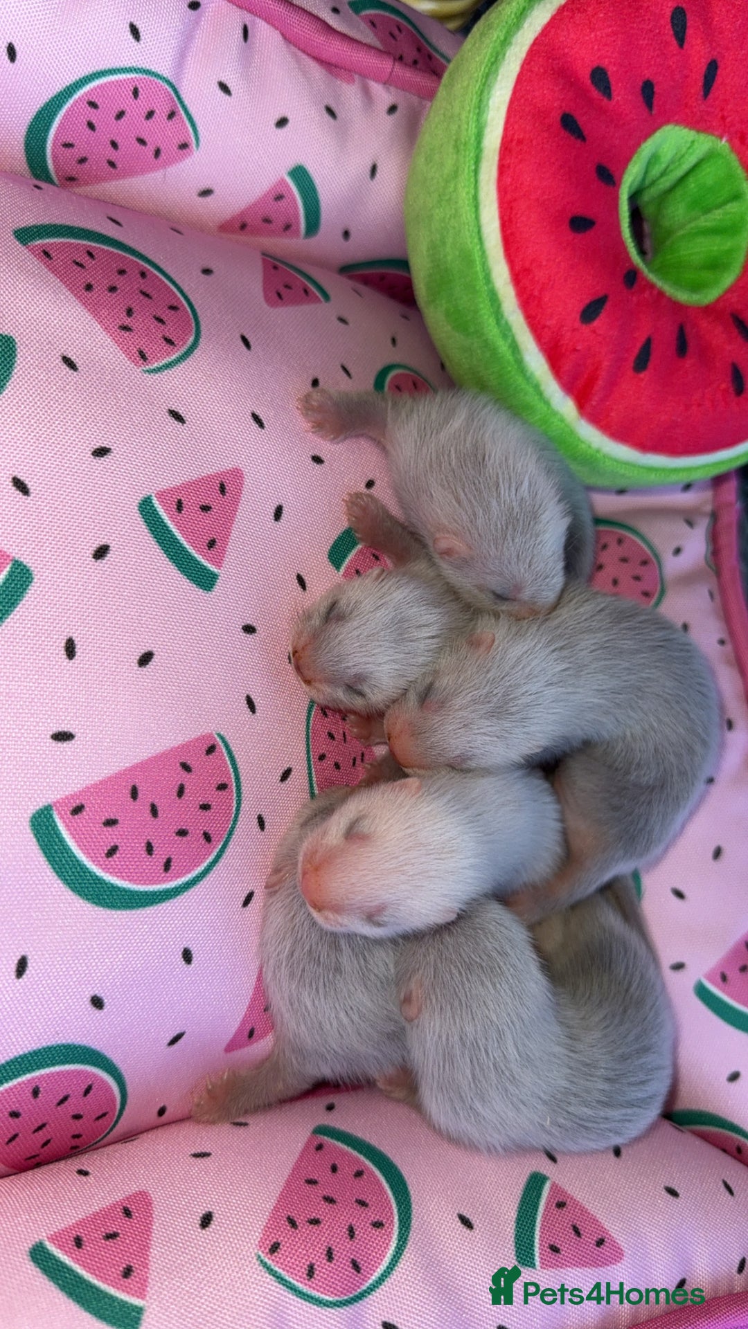 Ferret rodents for sale: Ferrets for sale  - Image 9