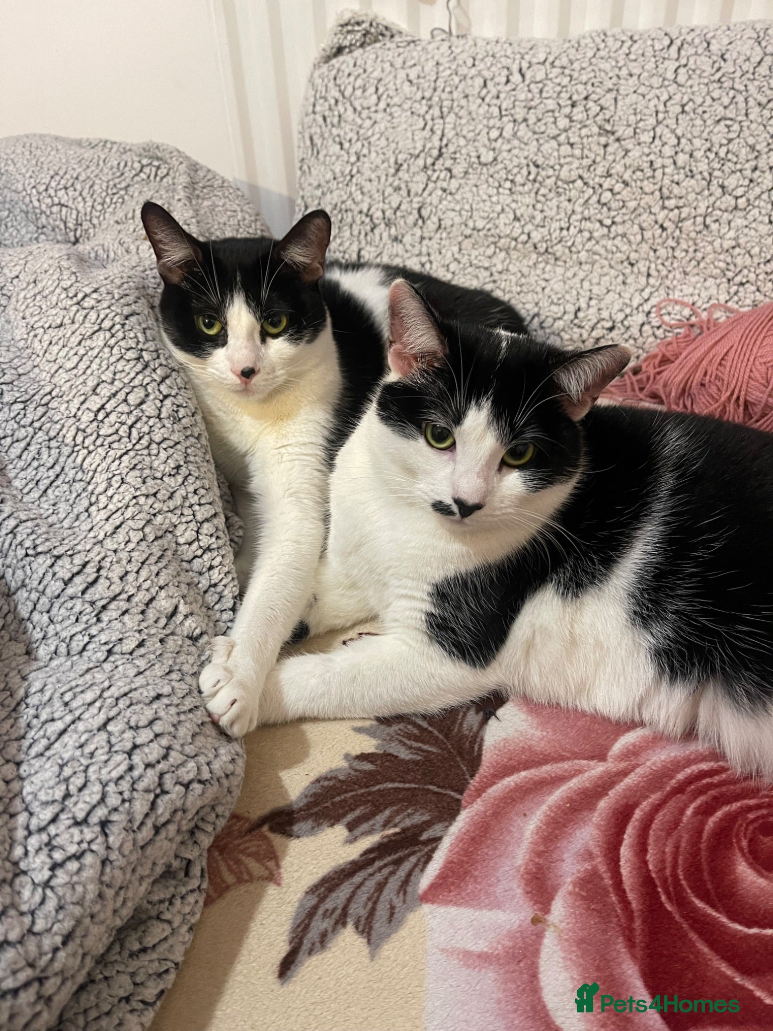 British Shorthair cats Two adult cats looking for a new home!  - Advert 1