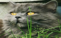 British Longhair cats for sale: Gorgeous Blue British longhair kittens - Image 24
