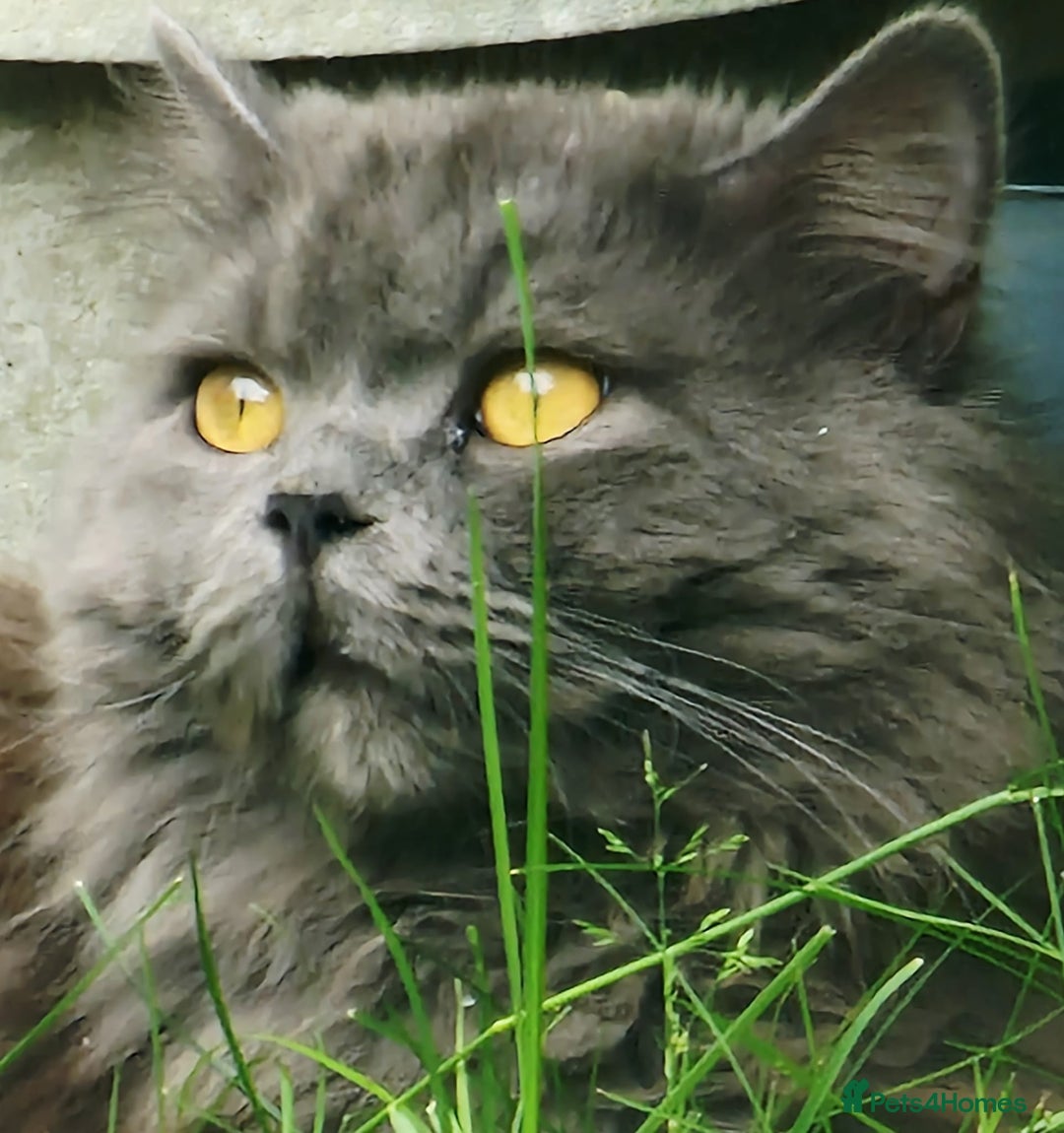 British Longhair cats for sale: Gorgeous Blue British longhair kittens - Image 24