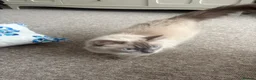 Ragdoll cats for sale: Ragdoll kitten  in London - Advert 11