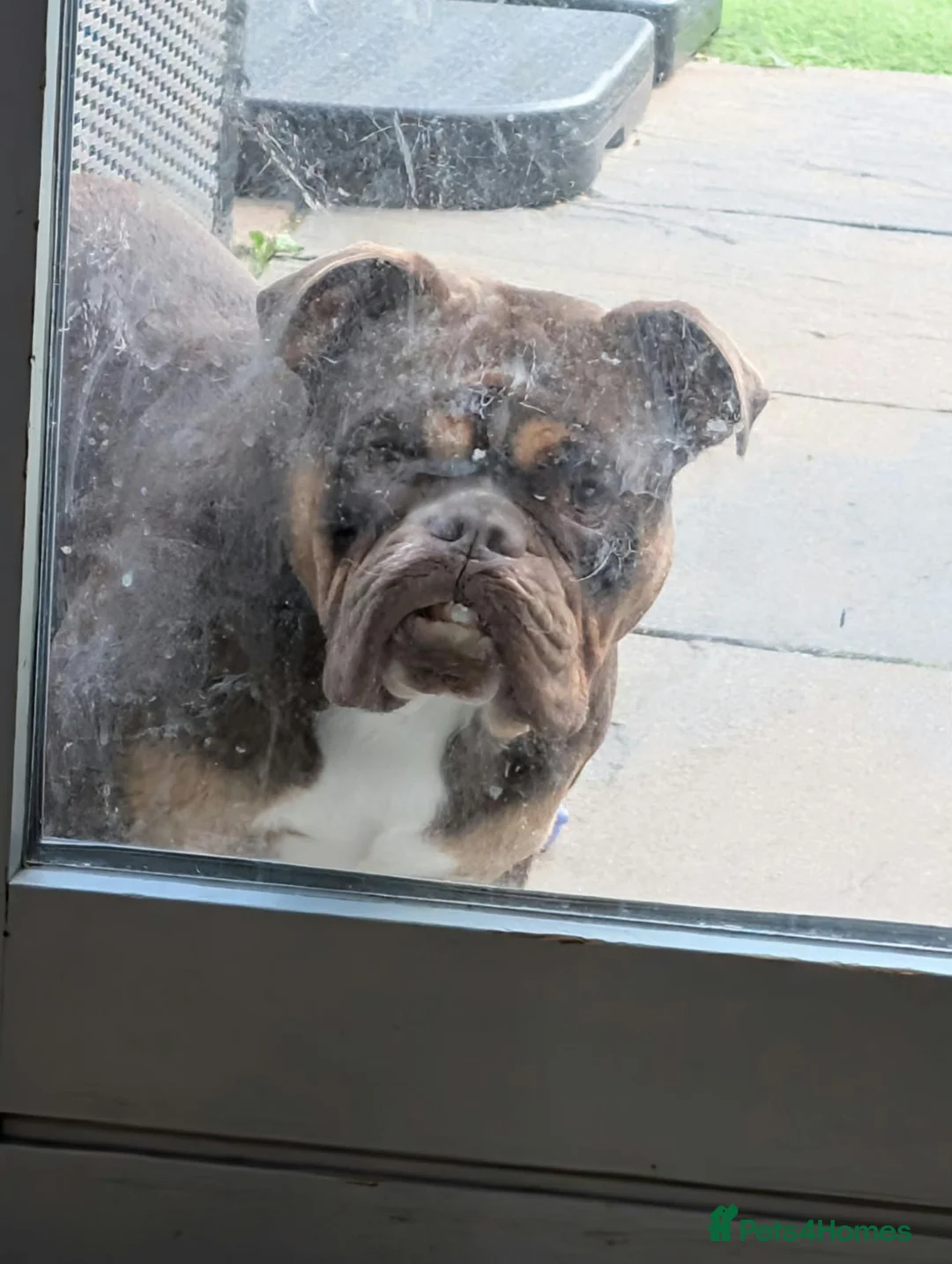 Mixed Breed dogs for sale: Teddy - Advert 4