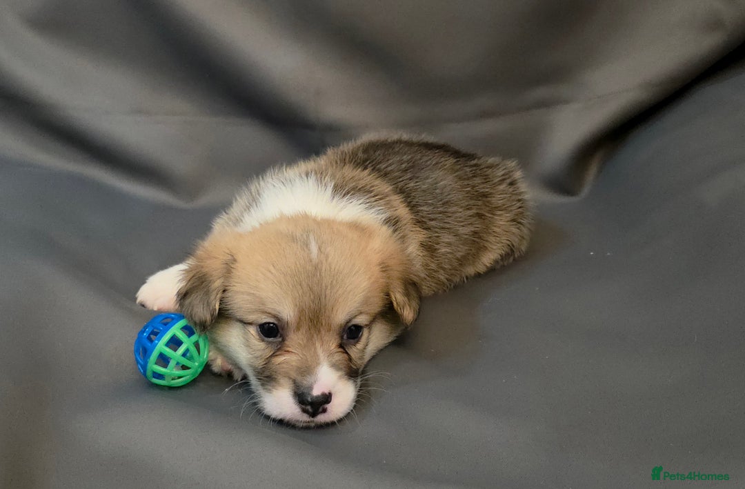 Welsh Corgi Pembroke dogs for sale: 33rd Generation RKC Pembroke Corgi Pups - Advert 5