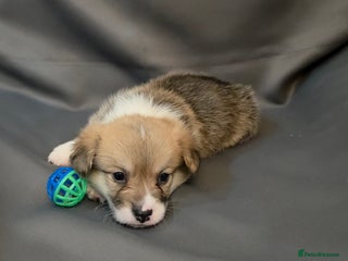 Welsh Corgi Pembroke dogs 33rd Generation RKC Bobtail Pembroke Corgi Pups - Advert 3