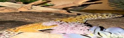 Leopard Gecko reptiles for sale: Stunning Male Leopard Gecko + Full Enclosure - Advert 2