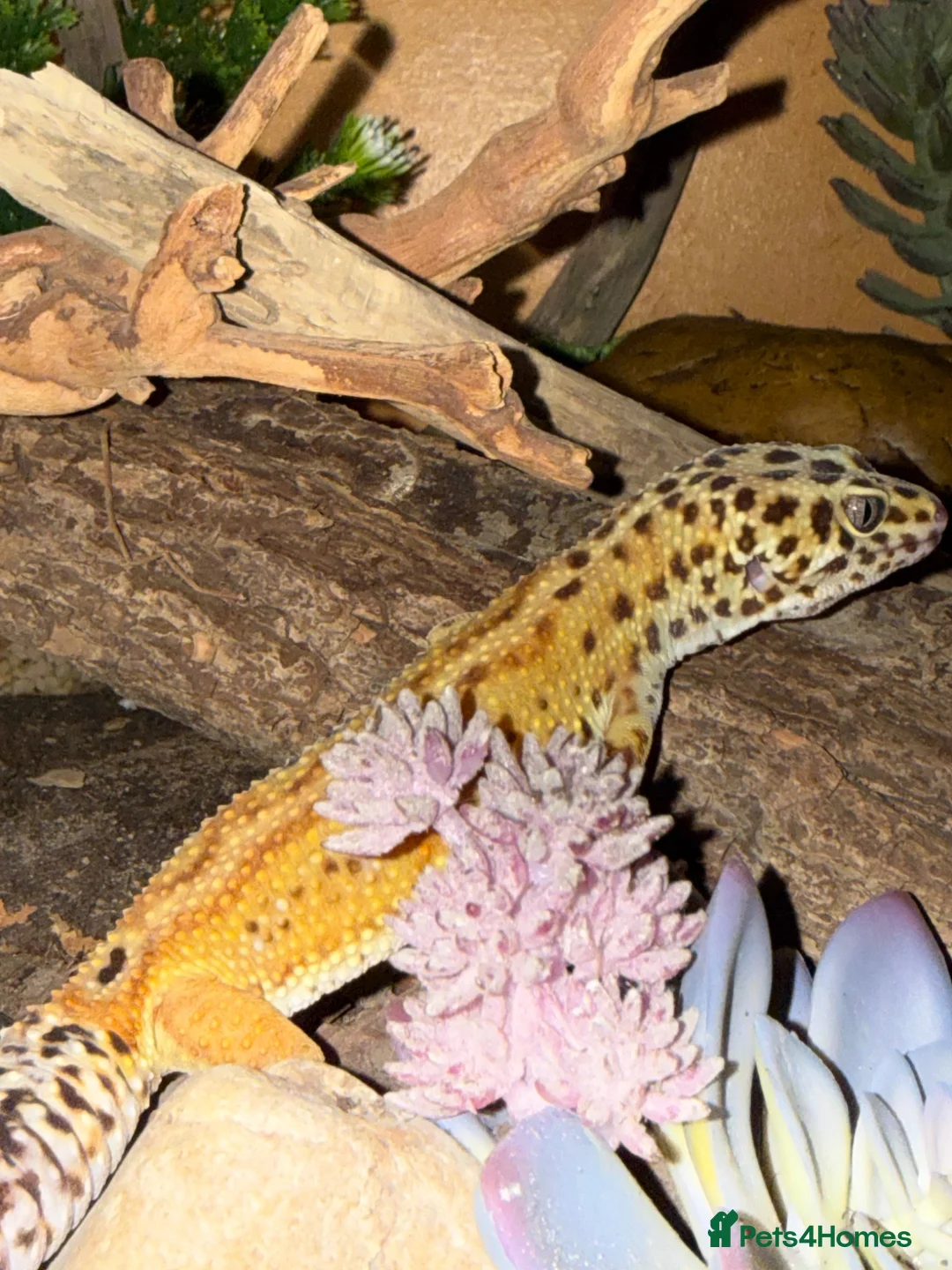 Leopard Gecko reptiles for sale: Stunning Male Leopard Gecko + Full Enclosure - Advert 2