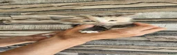 Mixed Breed cats for sale: Diluted Kittens READY for their forever homes  - Advert 21