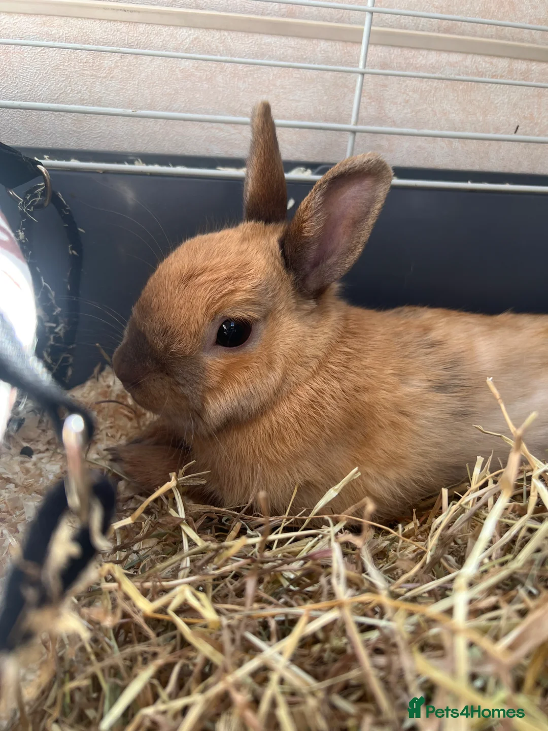 Mixed Breed rabbits for sale: Beautiful female rabbit  - Advert 2