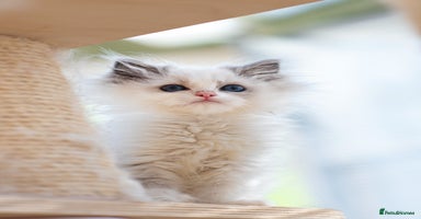 Ragdoll cats - Advert 4