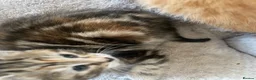 Mixed Breed cats for sale: Stunning Turkish Angora Mix Breed Kittens - Advert 18