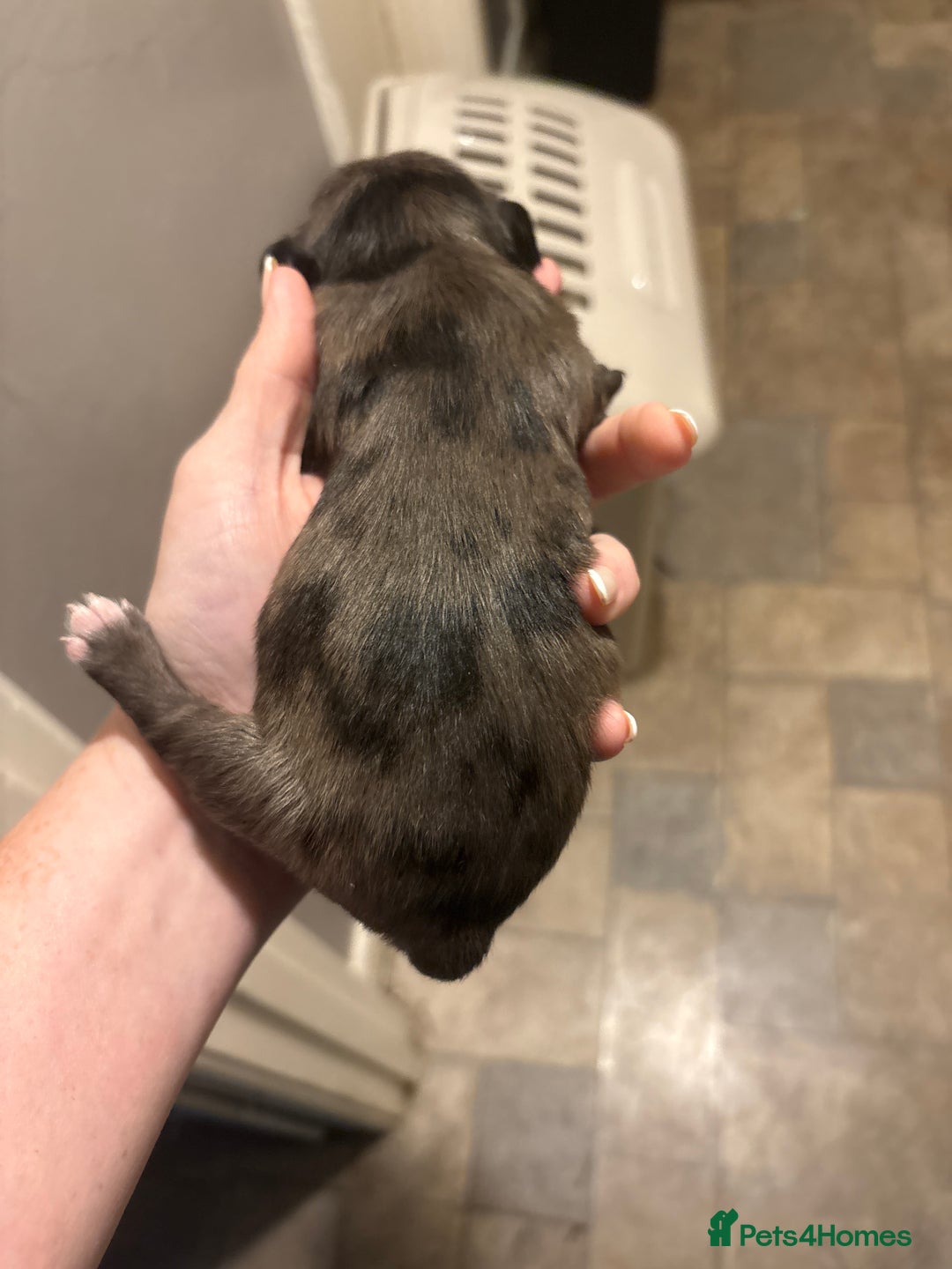 Mixed Breed dogs for sale: Doxiepoos for sale 3 x male 1 x bitch - Image 6