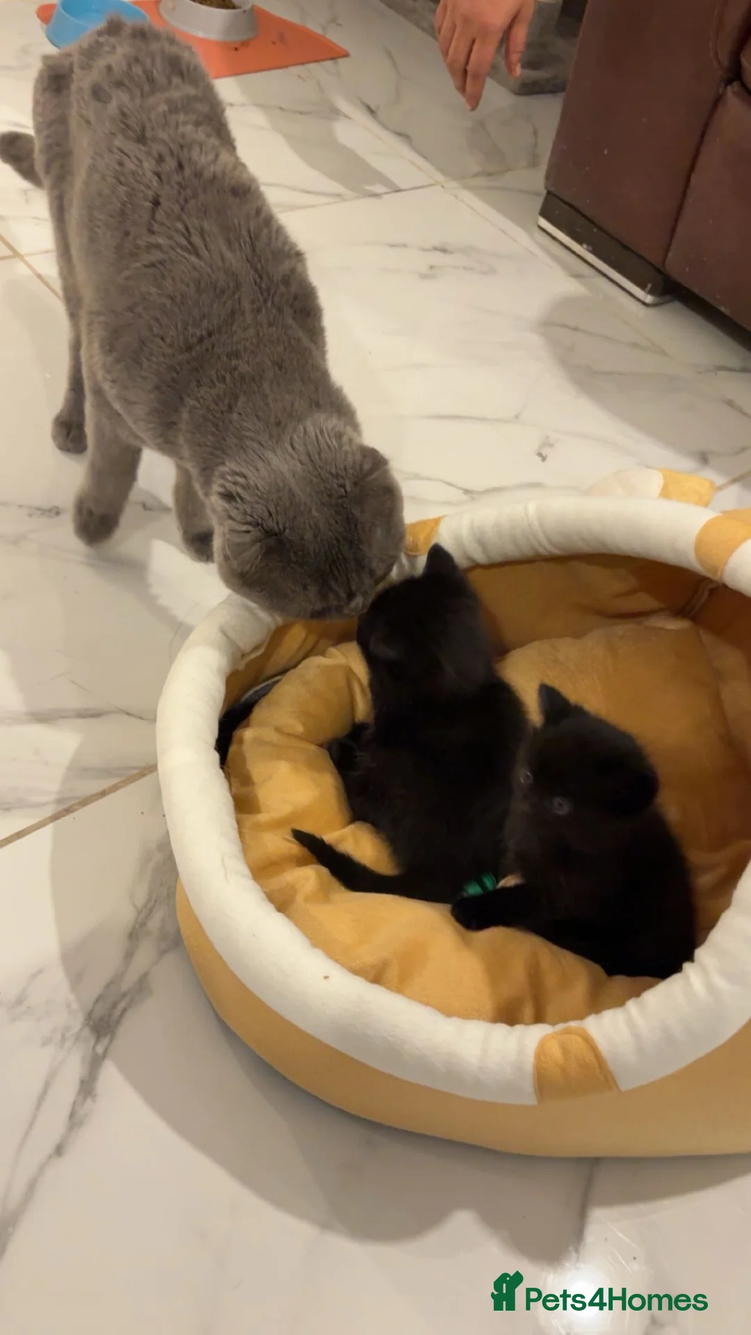 Scottish Fold cats for sale: Gorgeous Scottish fold kittens.💙 - Advert 7