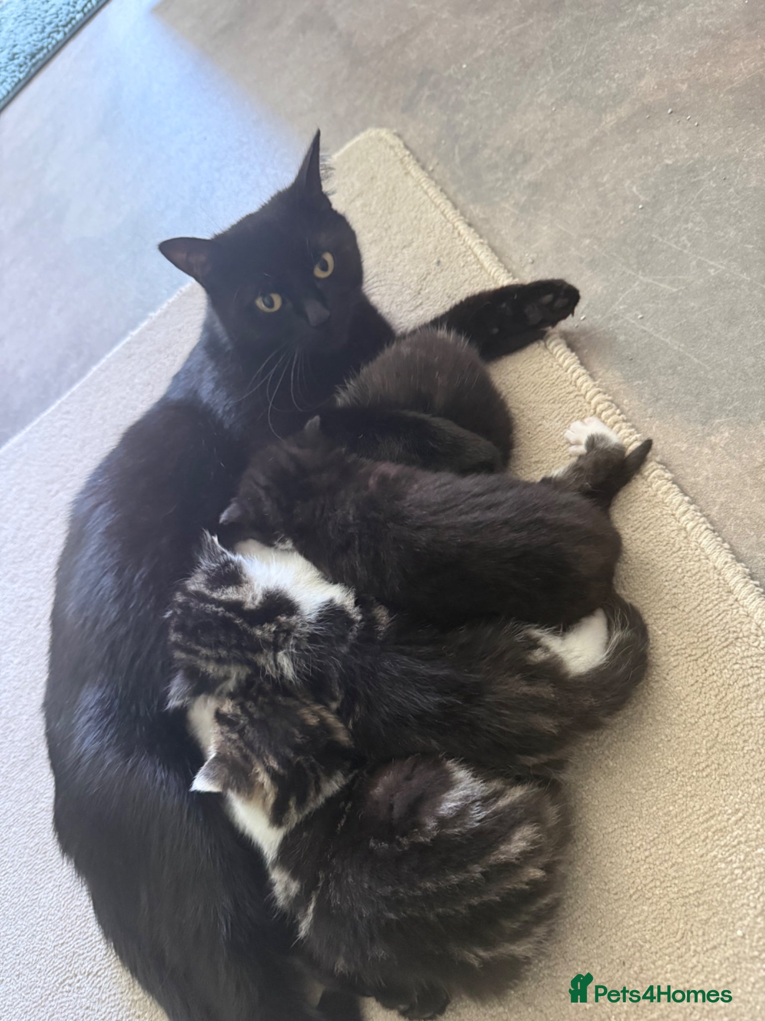 Mixed Breed cats 4 lovely kittens - Advert 5