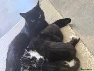 Mixed Breed cats 4 lovely kittens - Advert 5