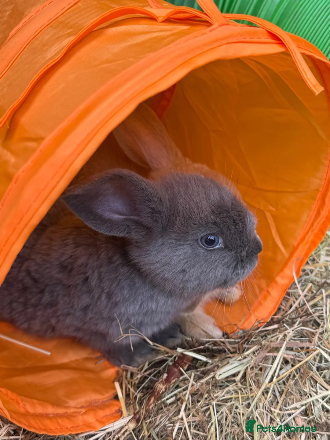 Mini Lop rabbits for sale: Mini Lop Babies - pure bred  - Advert 11